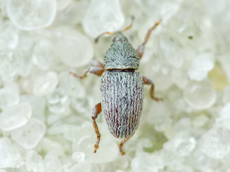 Tychius Germar, 1817